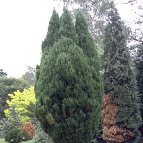 Árbol resinosos - ERECTA VIRIDIS - BOWECO VOF