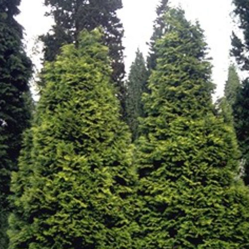 Árbol resinosos - MOERHEIMII - BOWECO VOF