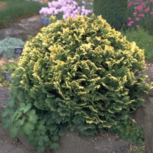 Árbol resinosos - PYGMAEA ARGENTA - BOWECO VOF