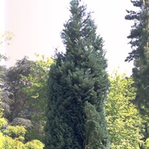 Árbol resinosos - VAN PELT'S BLUE - BOWECO VOF