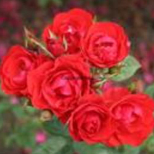 Arbusto con flor con flores rojas - ALLOTRIA - BOWECO VOF - con flores naranjas