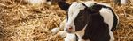 complemento alimenticio para animales