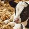 complemento alimenticio para animalesDIGEXTRA BBPhytaxis SA