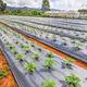 recubrimiento para horticultura transparente / multicapas