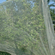red antiinsectos / de polietileno / para la arboricultura