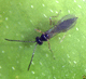 avispa pulgón