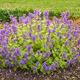 plantón floral perenne / azul / para jardín / para la atracción de mariposas