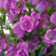 plantón floral anual / blanco / rosa / violeta