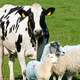 complemento alimenticio para animales / para bovinos / para ovinos / para ganado caprino