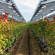 estructura agrivoltaico para viña