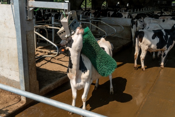 AGRICOW Photo 5