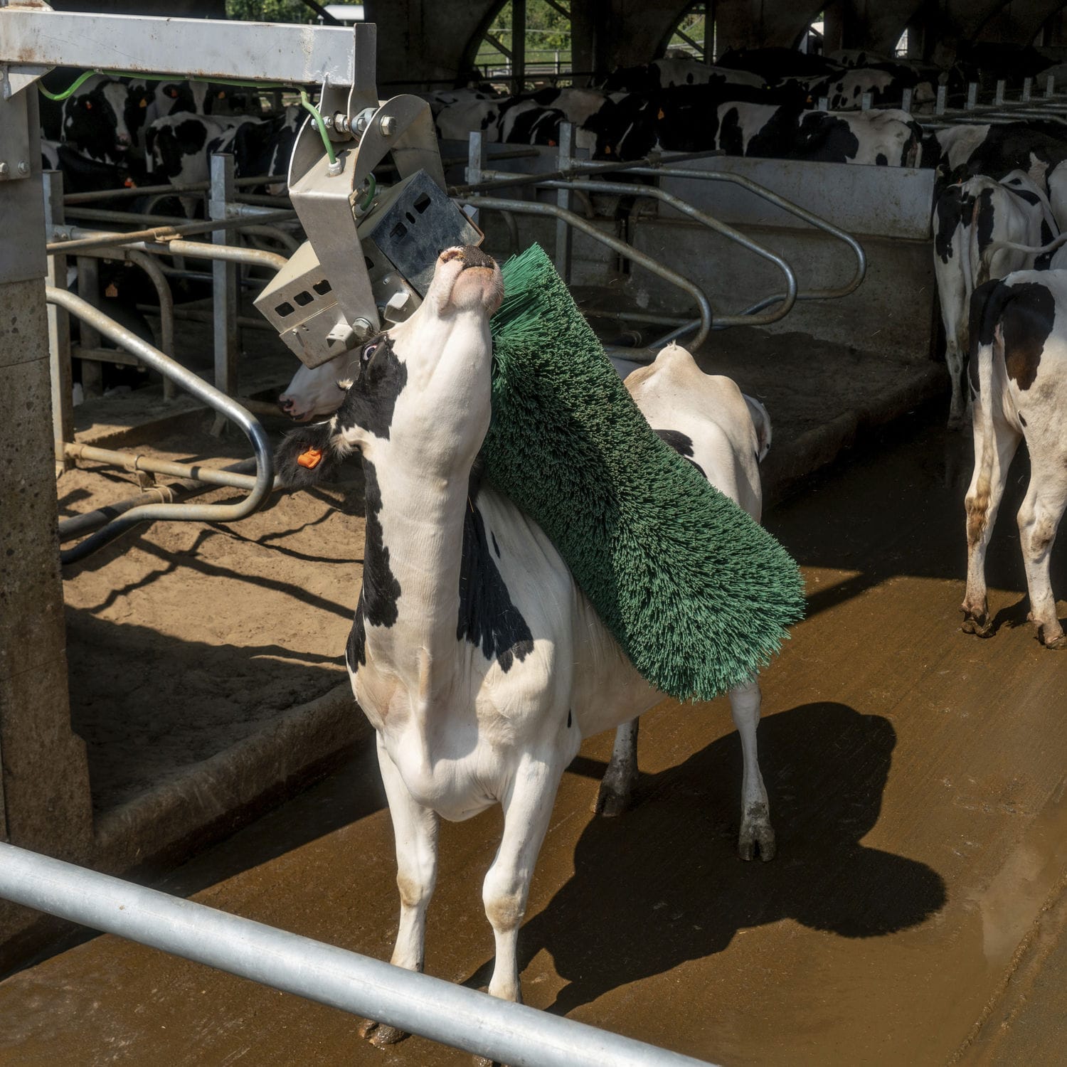 Brosse Rotative Pour Bétail 110V - Toilettage Vaches, Chevaux - Marque TECHTONGDA - Neuf