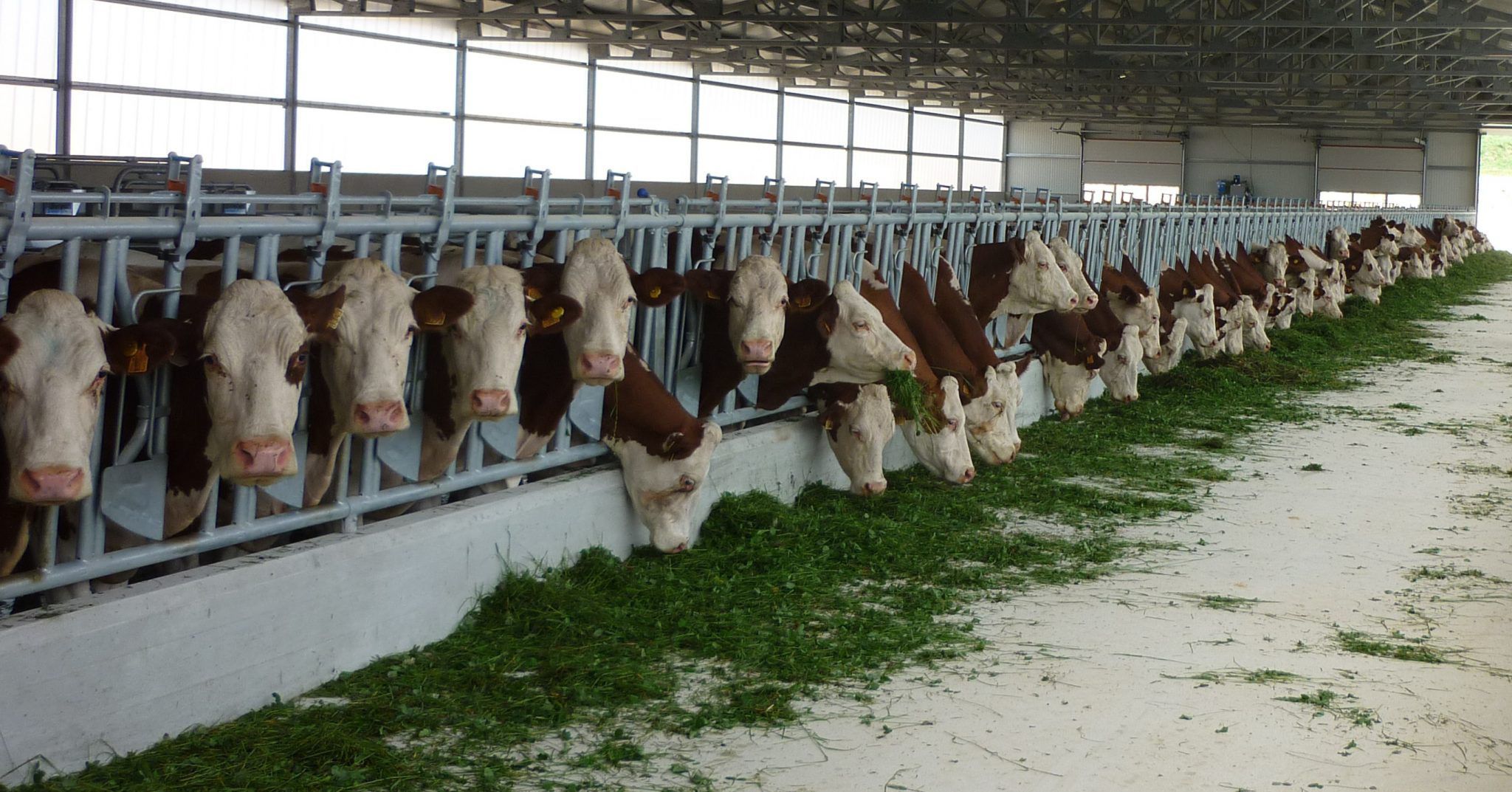 Mangeoire Avec Cornadis KERBL 323492 - 8 Litres, Pour Chèvres Et Moutons, Agricole Urbaine
