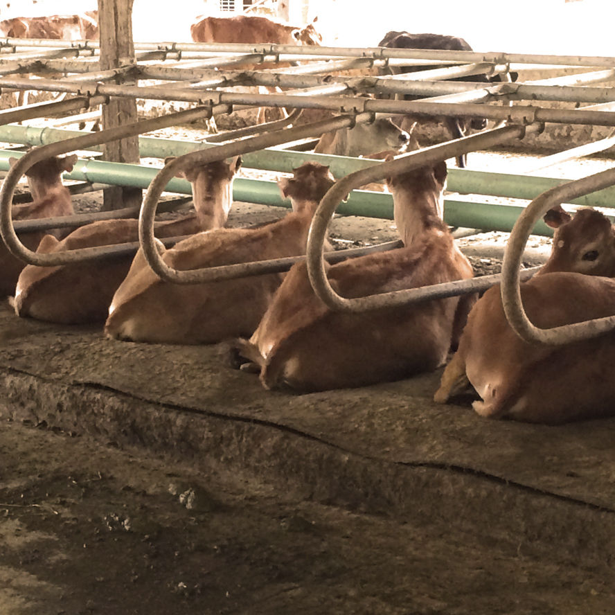 Matelas pour vaches lit à eau JUNIOR Advanced Comfort Technology