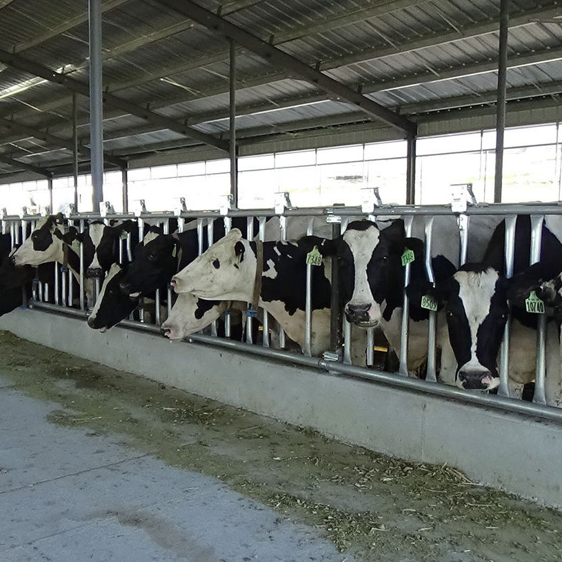 Cornadis pour vaches Hatfield Manufacturing, Inc. à structure tubulaire