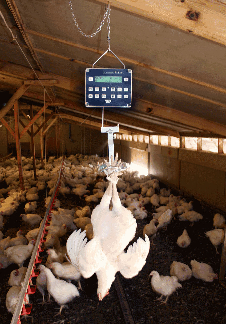 Système de pesage pour volaille BW2050 Weltech International Limited numérique / portable