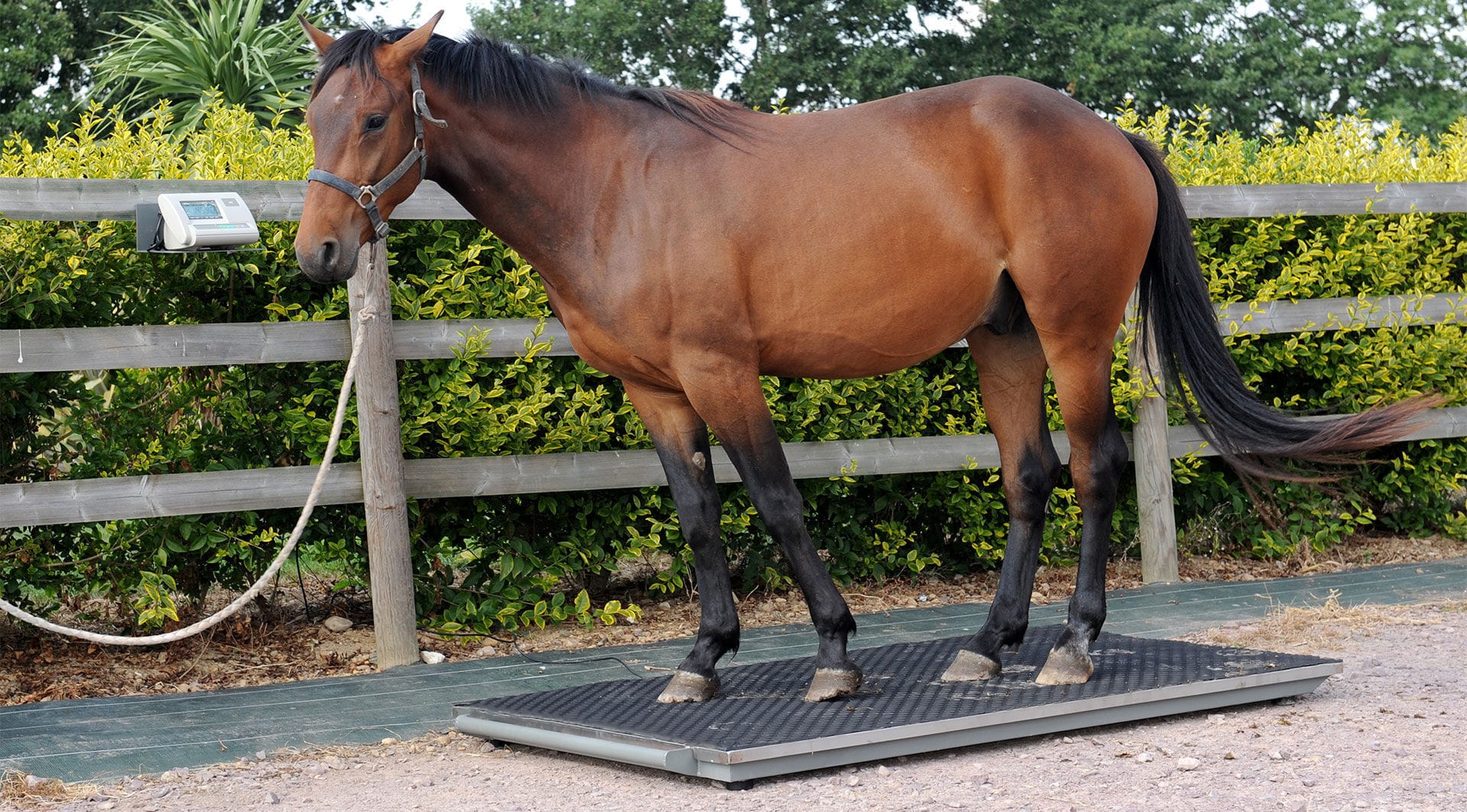 Balance pour cheval hippocenter numérique / sur batterie