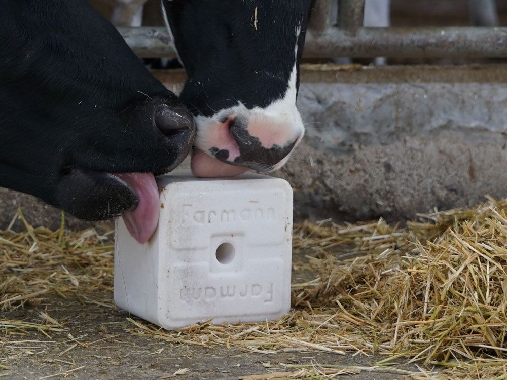 Lot De 2 Pierres à Lécher : Sel + Minéraux Pour Moutons, Chèvres, Bovins - 10 Kg Chaque - Avec Trou Central Pour Fixation