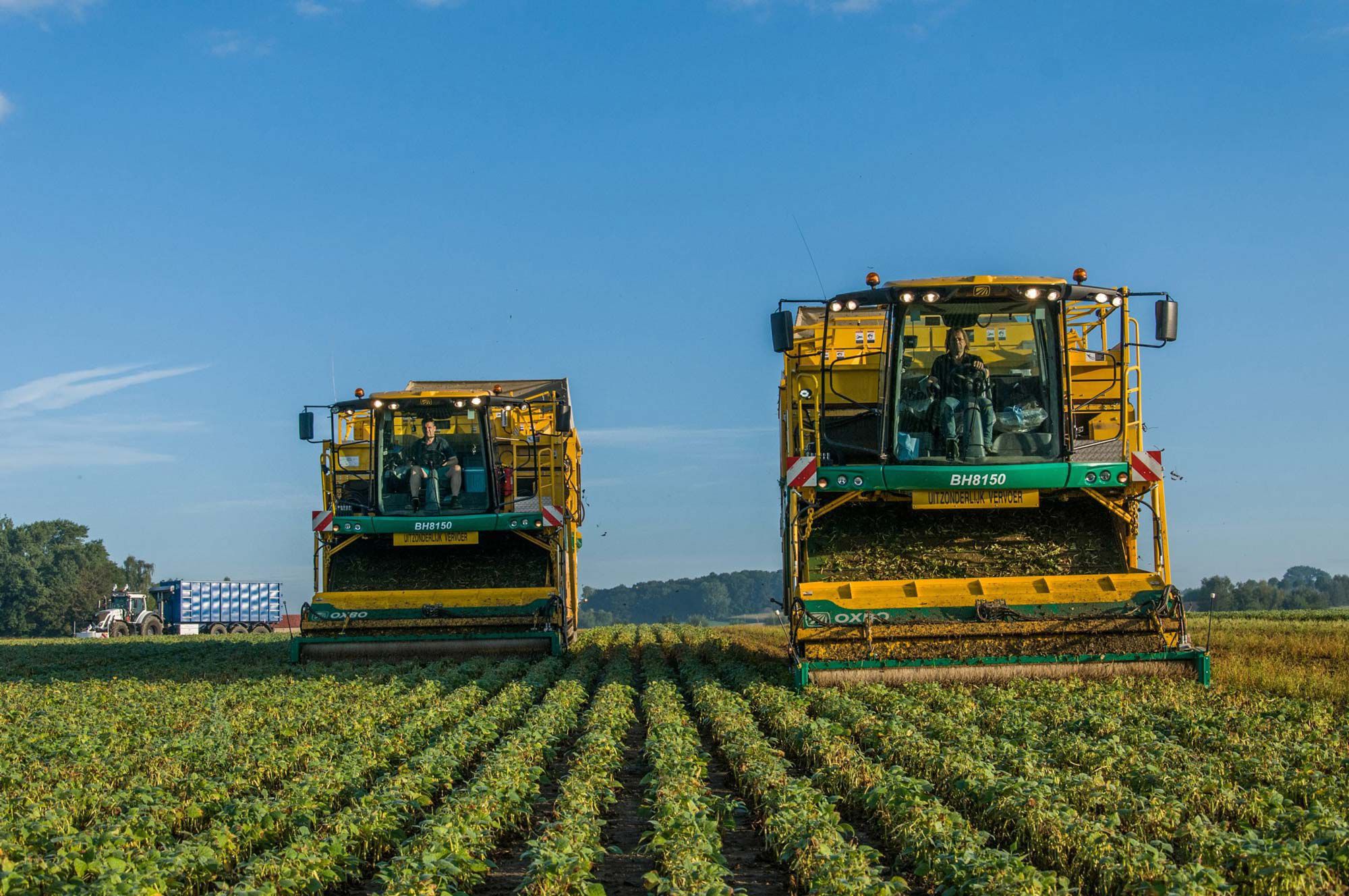 Récolteuse pour haricot vert - BH8150 - Oxbo - automotrice