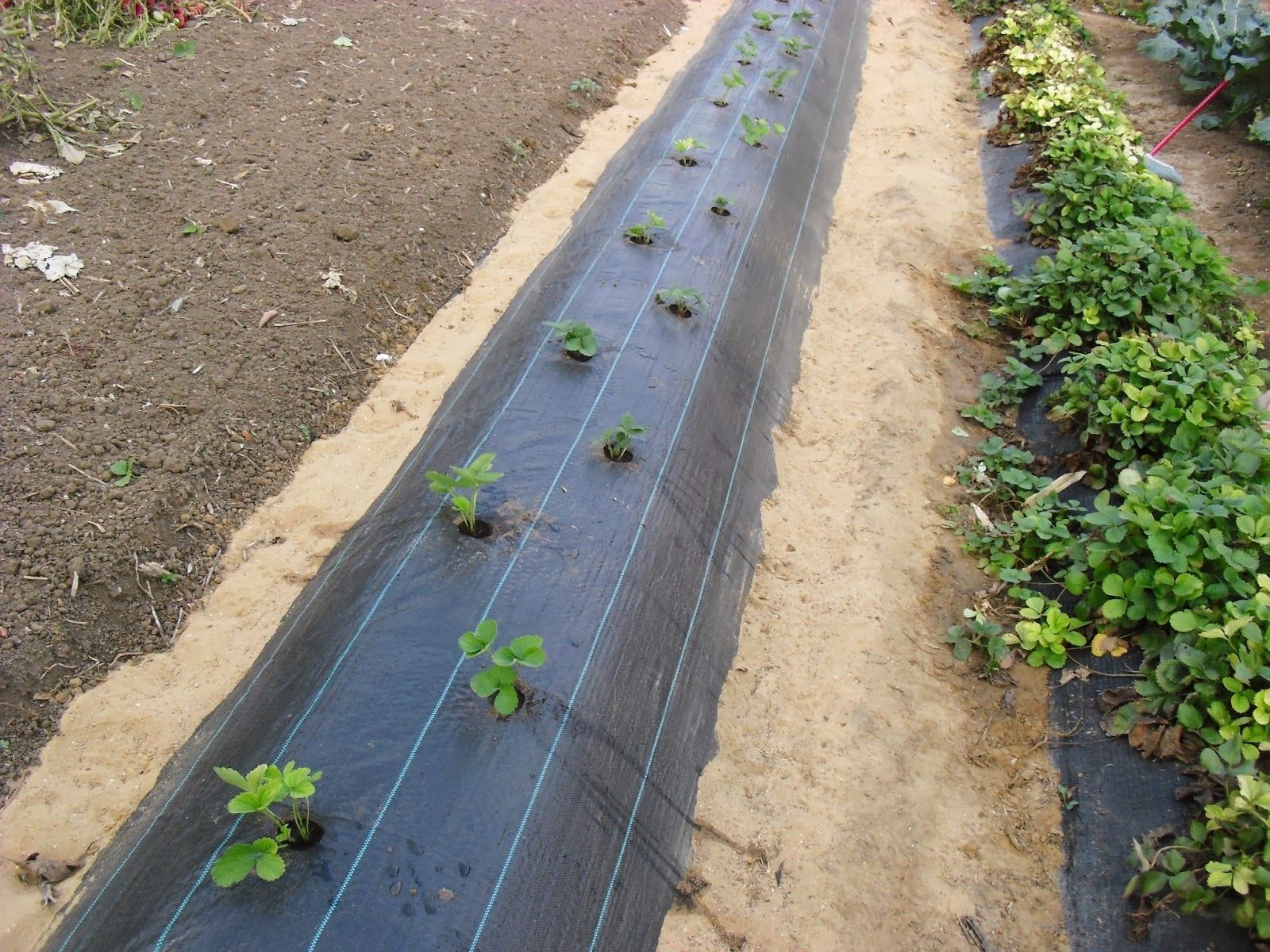 Bache Anti Mauvaise Herbe UISEBRT Toile Anti-mauvaises Herbes 30 M², 2 X 15 M, Film Contre Les Toile Anti Mauvaises Herbes