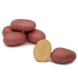 pomme de terre demi-précoce