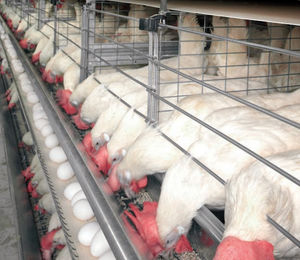 cage d'élevage de poules pondeuses avec système d'évacuation des fientes