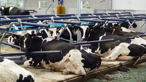 matelas pour vaches en caoutchouc