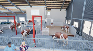 étable bovins lait