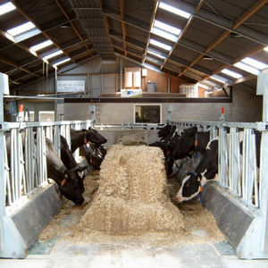 équipement d'alimentation pour vaches