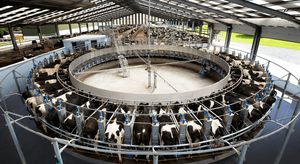 salle de traite pour vaches