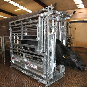 cage de traitement pour vaches 1