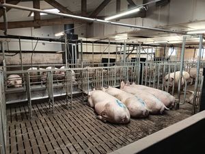 cage de gestation pour porcins 1