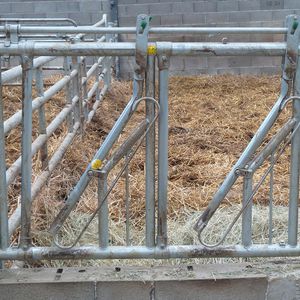 cornadis pour vaches 1