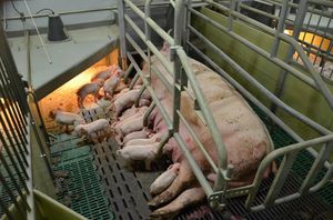 cage de mise-bas 1