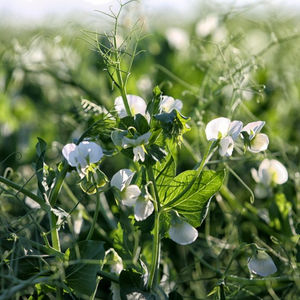 semences de pois protéagineux de printemps