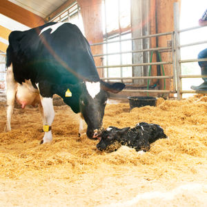 système de surveillance pour vaches