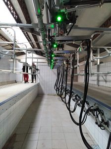 salle de traite pour vaches