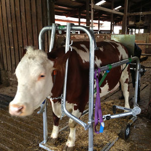 cage de traitement pour vaches