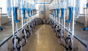 salle de traite pour vaches