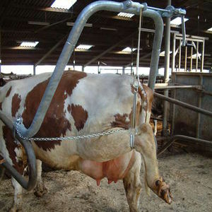 cage de traitement pour vaches