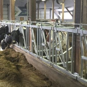 cornadis pour vaches 1