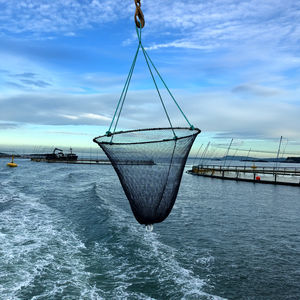 collecteur de poisson mort