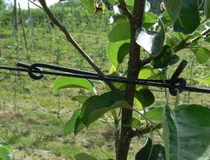 barrette de palissage en plastique