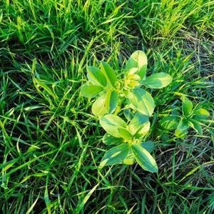 couvert végétal de féverole