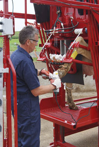 cage de traitement pour vaches 1