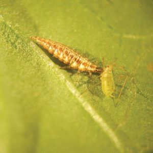 chrysope contre les mouches