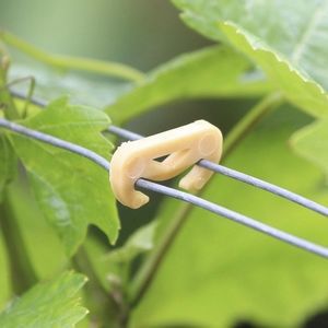 agrafe de vigne