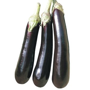 semences d'aubergines précoces