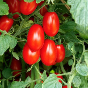 semence de tomate rouge 1