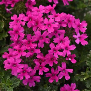 plant floral vivace 1